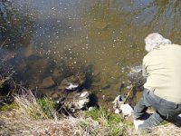 Zarybňování Litavky (8)